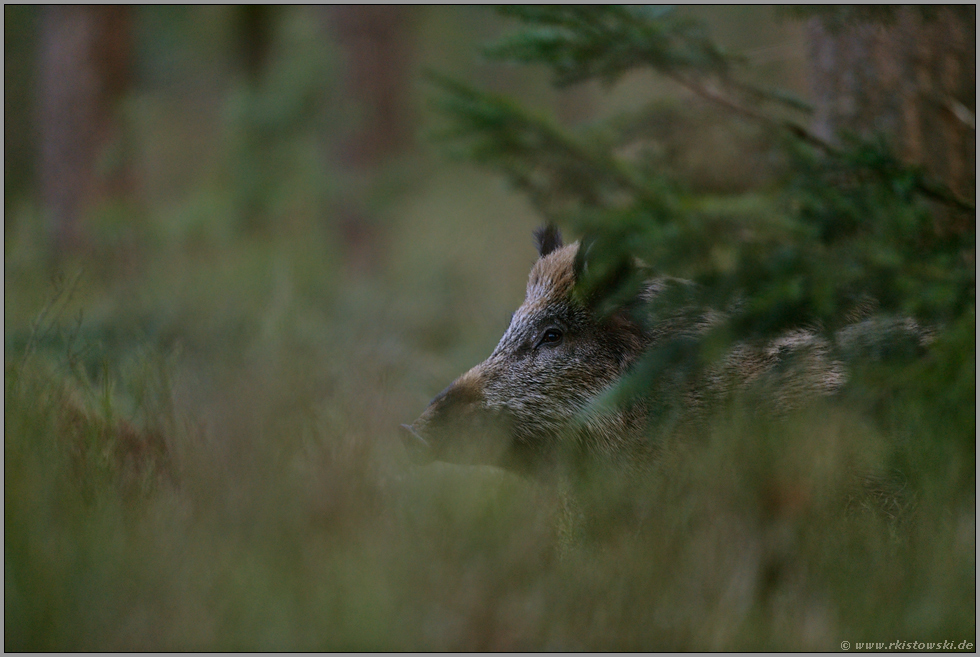 scheu... Wildschwein *Sus scrofa*