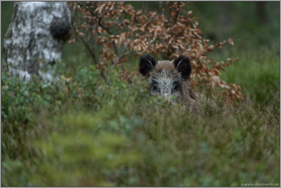 verborgene Blicke... Wildschwein *Sus scrofa *