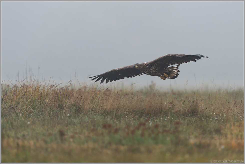 flacher Gleitflug... Seeadler *Haliaeetus albicilla*