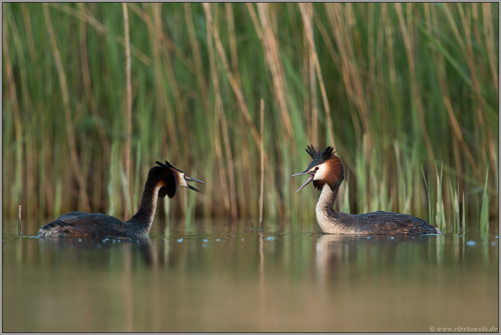 streitend... Haubentaucher *Podiceps cristatus*