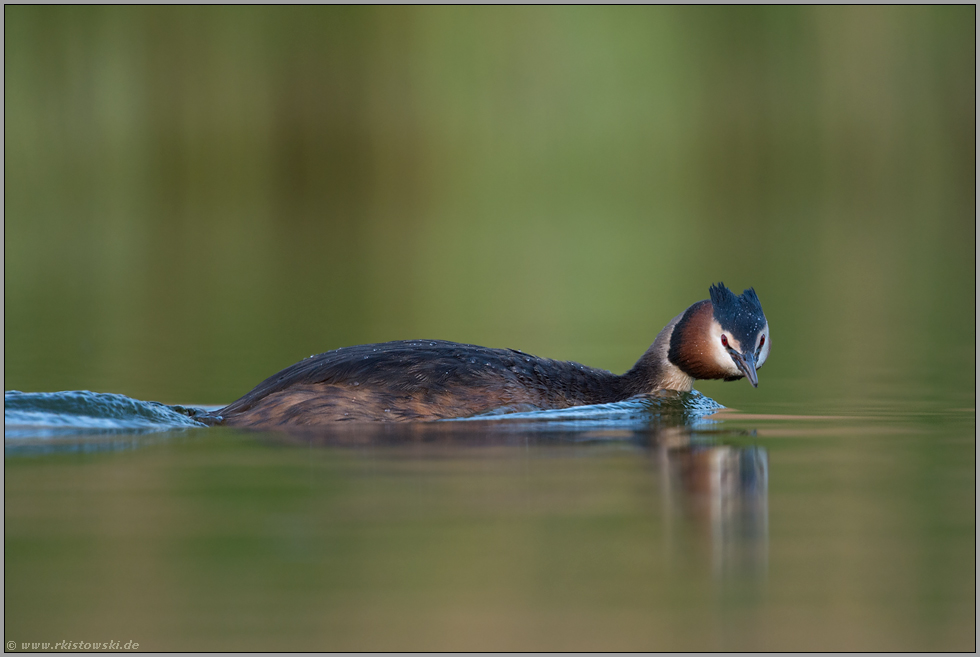 der Blick... Haubentaucher *Podiceps cristatus*