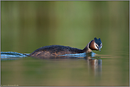 der Blick... Haubentaucher *Podiceps cristatus*