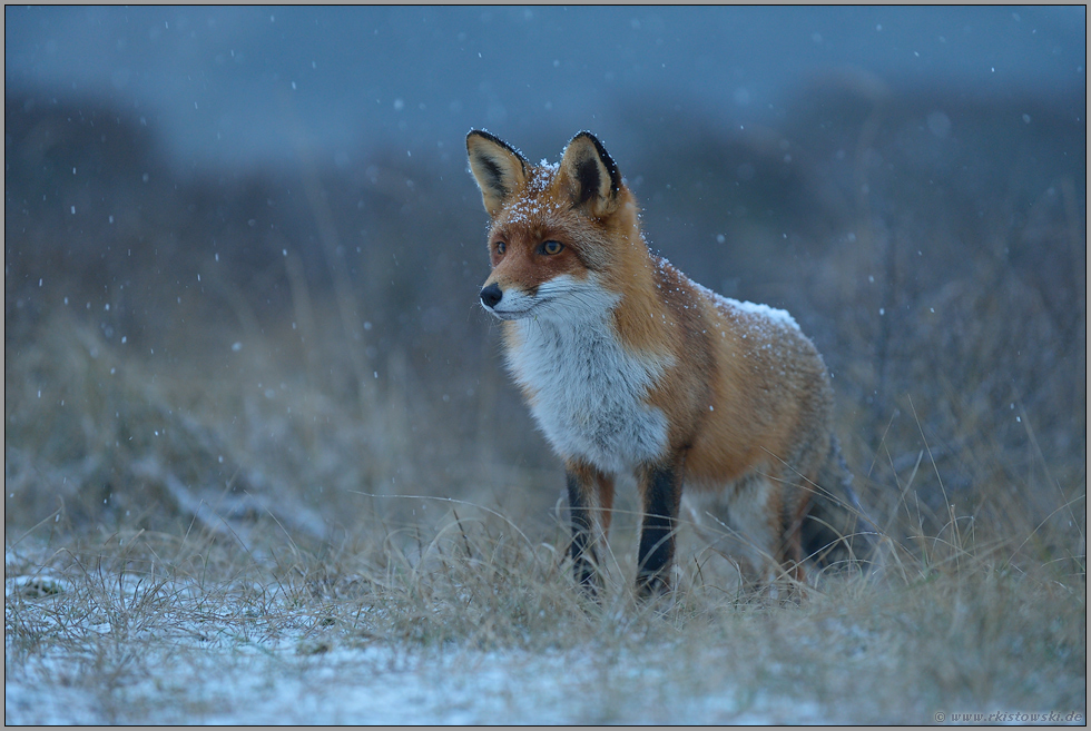 erster Schnee... Rotfuchs *Vulpes vulpes*