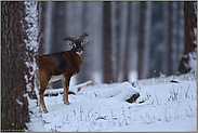 im Schnee... Europäischer Mufflon *Ovis orientalis musimon*