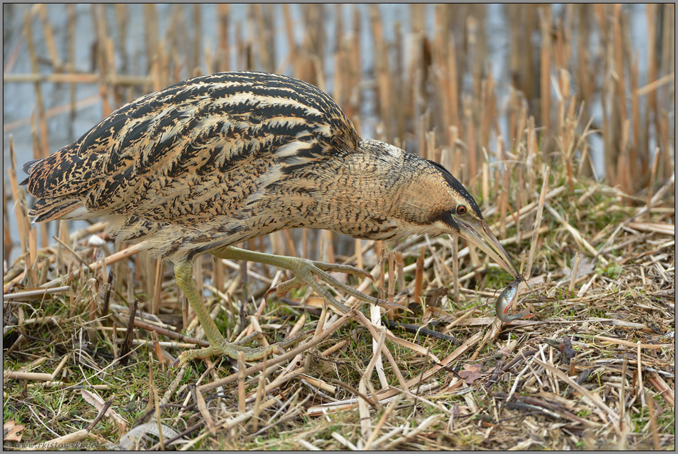 Fischfang... Rohrdommel *Botaurus stellaris*