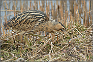 Fischfang... Rohrdommel  *Botaurus stellaris*