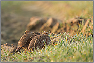 kleine Feldhühner... Rebhühner *Perdix perdix*