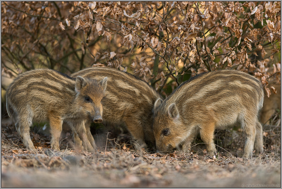 einer versteckt sich... Frischlinge *Sus scrofa*