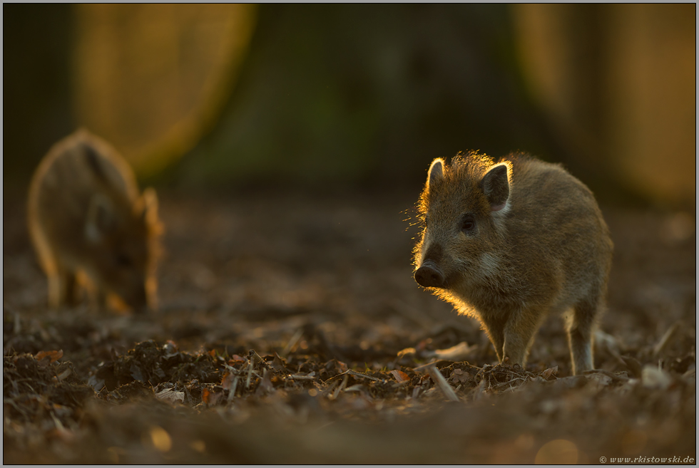 Schweinchen im Licht... Wildschweinfrischlinge *Sus scrofa*