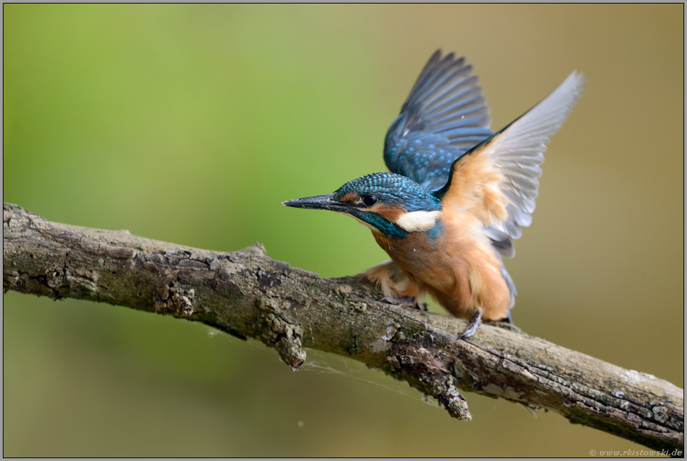 bereits selbstständig... Eisvogel *Alcedo atthis*