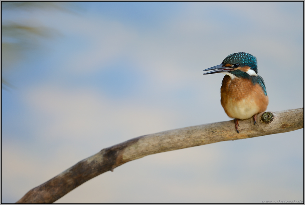 kleiner, bunter Piepmatz... Eisvogel *Alcedo atthis*