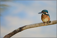 kleiner, bunter Piepmatz... Eisvogel *Alcedo atthis*