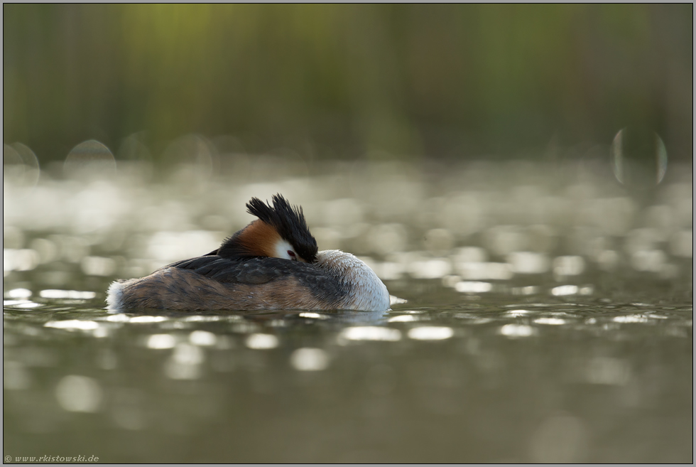 unter Beobachtung (oder im Halbschlaf)... Haubentaucher *Podiceps cristatus*