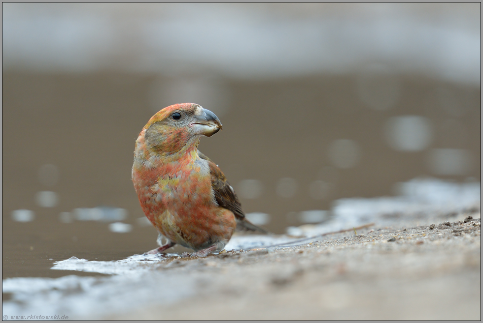 Vorsicht ist geboten... Kiefernkreuzschnabel *Loxia pytyopsittacus*