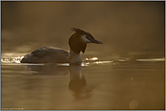 ein kühler ruhiger Morgen... Haubentaucher *Podiceps cristatus*