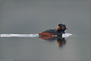 gefunden... Schwarzhalstaucher *Podiceps nigricollis*