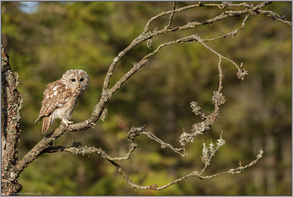 auf der Lichtung... Waldkauz *Strix aluco*