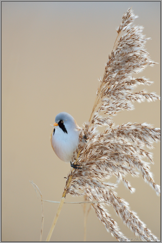 Schilfrispe mit Aussicht... Bartmeise *Panurus biarmicus*