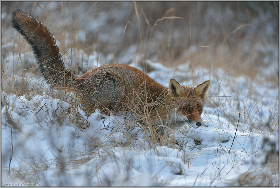 im Schnee... Rotfuchs *Vulpes vulpes*