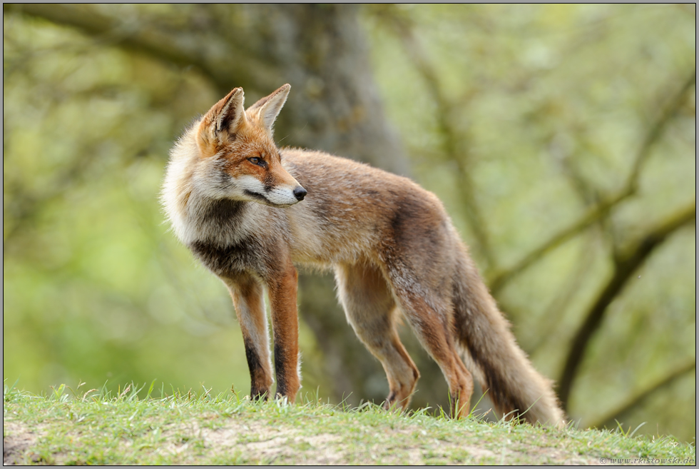 rückblickend... Rotfuchs *Vulpes vulpes*