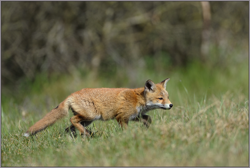 Jungfuchs allein unterwegs... Rotfuchs *Vulpes vulpes*