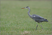 ein Schreitvogel oder doch kein Schreitvogel... Graureiher *Ardea cinerea*