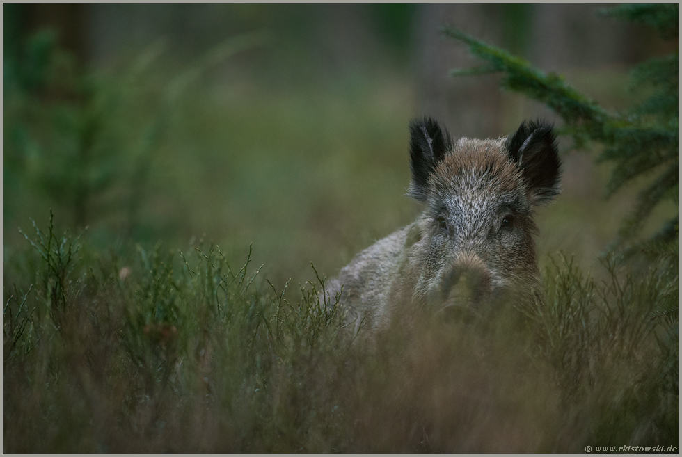 äugend... Wildschwein *Sus scrofa*