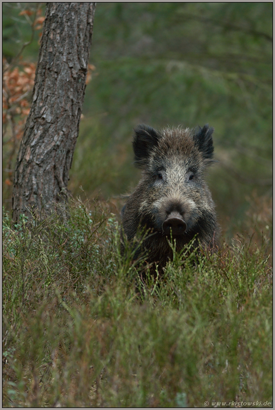 neugierig... Wildschwein  *Sus scrofa*