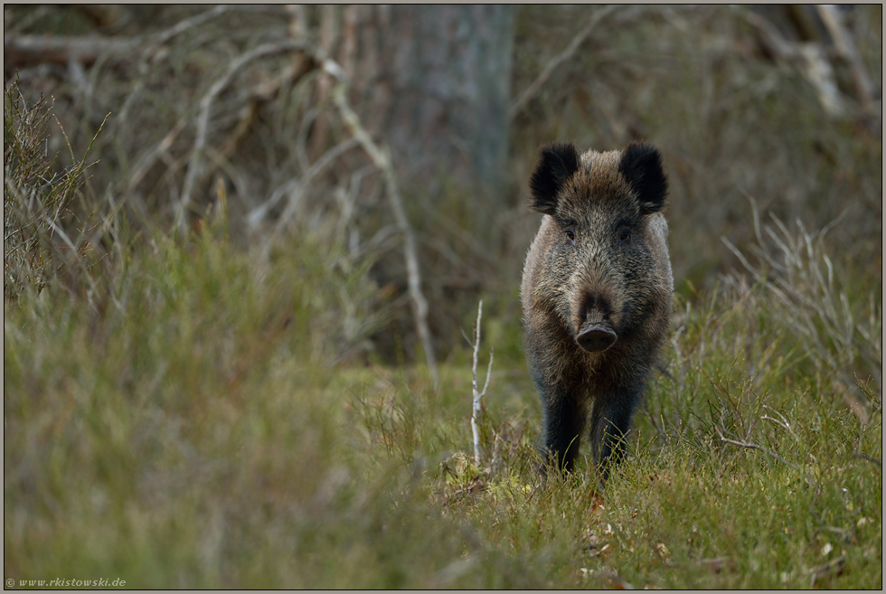 endlich einmal frei... Wildschwein *Sus scrofa*