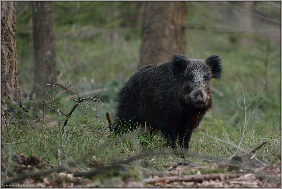 Schwarzwild... Wildschwein *Sus scrofa*