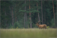 gut vorbereitet... Rothirsch *Cervus elaphus*