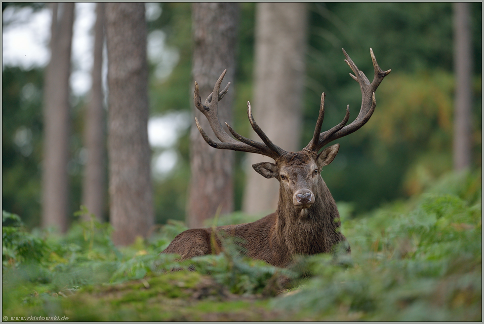 Blickkontakt... Rothirsch *Cervus elaphus*