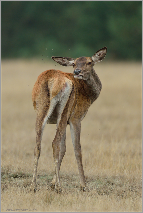 lästige Insekten... Rothirsch *Cervus elaphus*