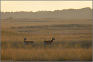 in der Steppe... Rotwild *Cervus elaphus*