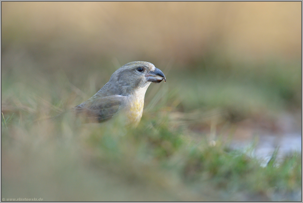 im hohen Gras... Kiefernkreuzschnabel  *Loxia pytyopsittacus*