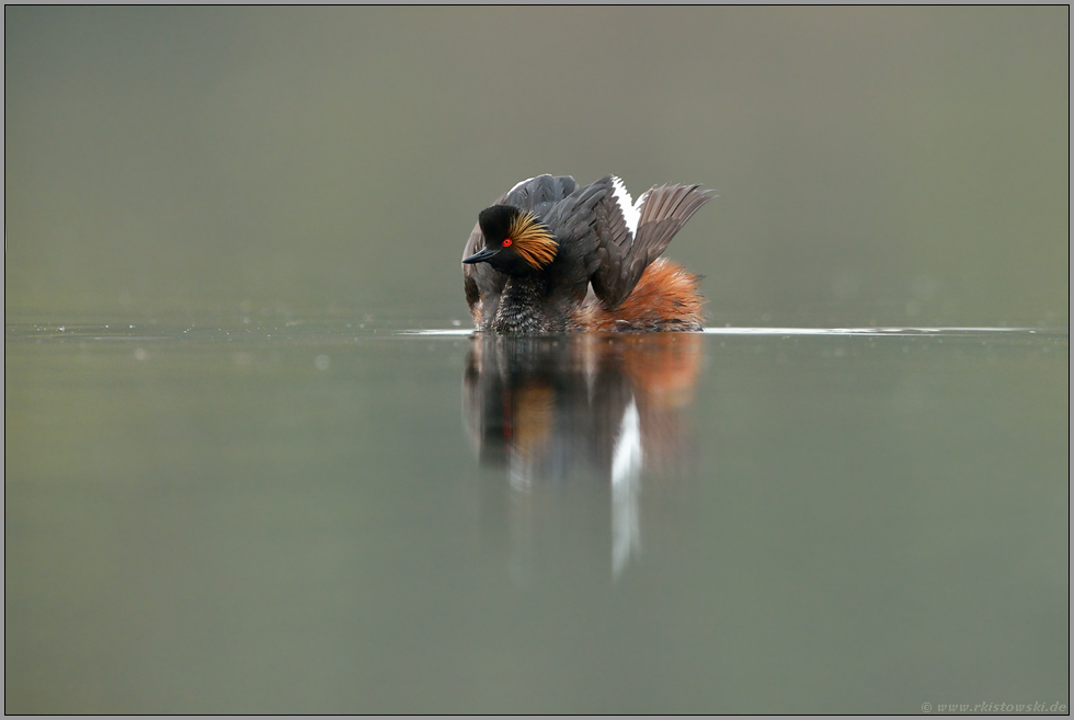 balzend... Schwarzhalstaucher *Podiceps nigricollis*