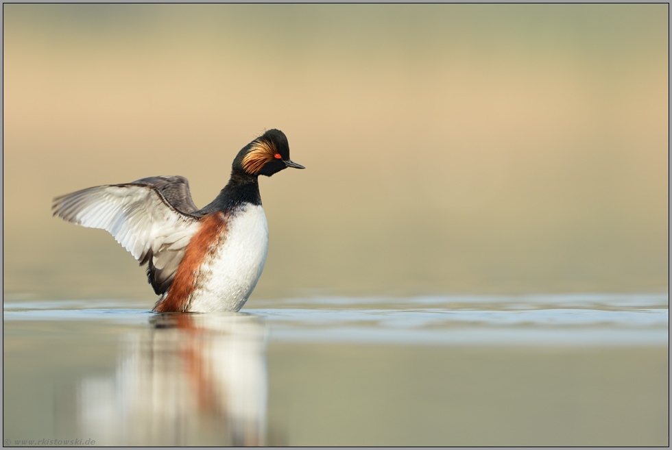 flügelschlagend... Schwarzhalstaucher *Podiceps nigricollis*