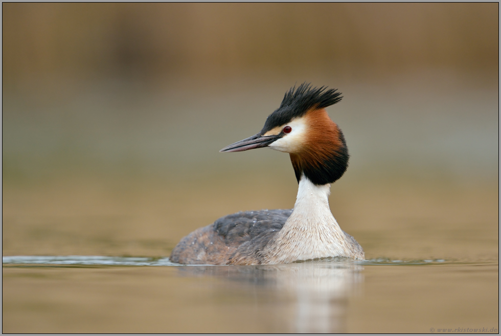 ein Blick zur Seite... Haubentaucher *Podiceps cristatus*