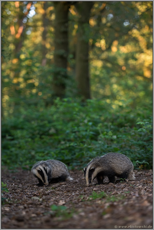 ein Sommerabend im Wald... Europäischer Dachs *Meles meles*