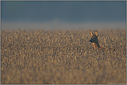 in der Feldflur... Rehbock *Capreolus capreolus*