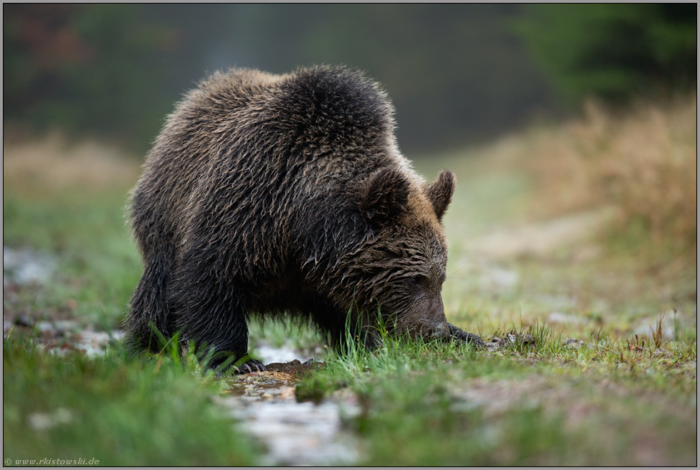 die Nase am Boden... Europäischer Braunbär *Ursus arctos*