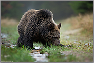 die Nase am Boden... Europäischer Braunbär *Ursus arctos*