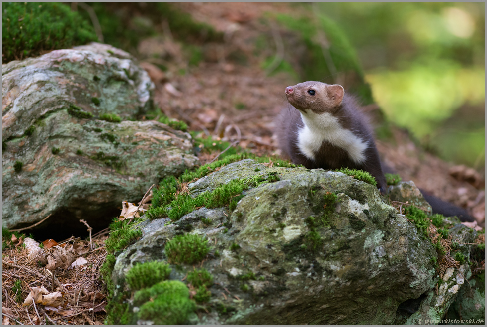 die Nase im Wind... Steinmarder *Martes foina*