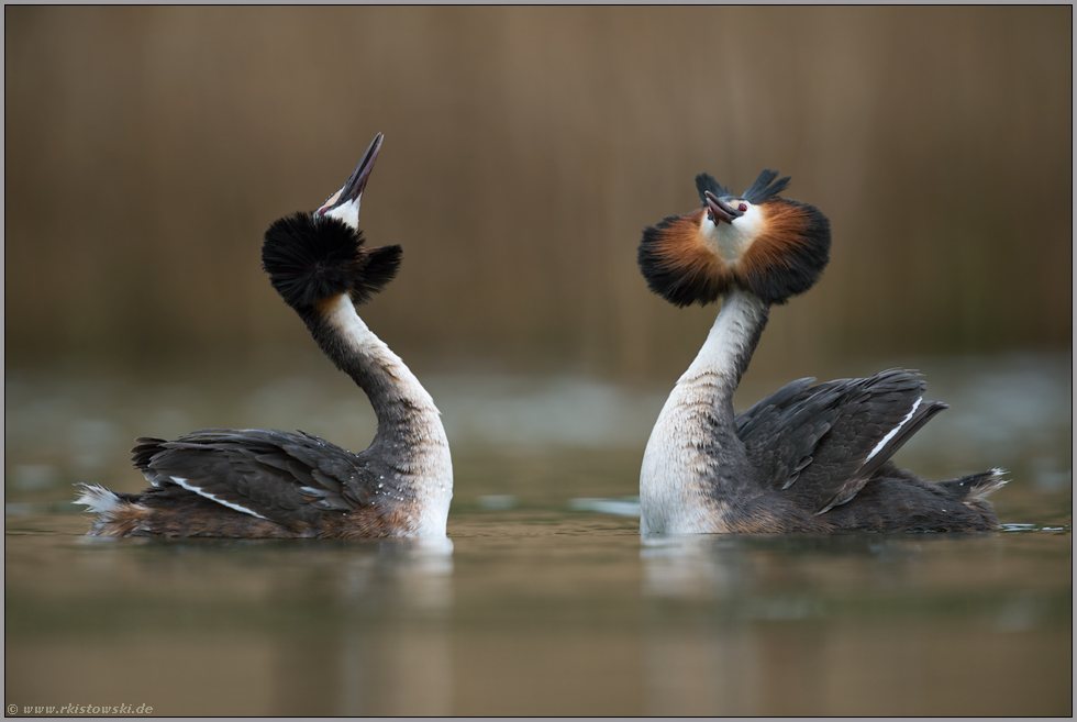 aufgestellte Federhauben... Haubentaucher *Podiceps cristatus*