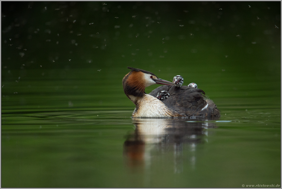 im Schlaraffenland... Haubentaucher *Podiceps cristatus*