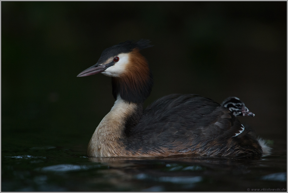 Rückfahrhilfe... Haubentaucher *Podiceps cristatus*