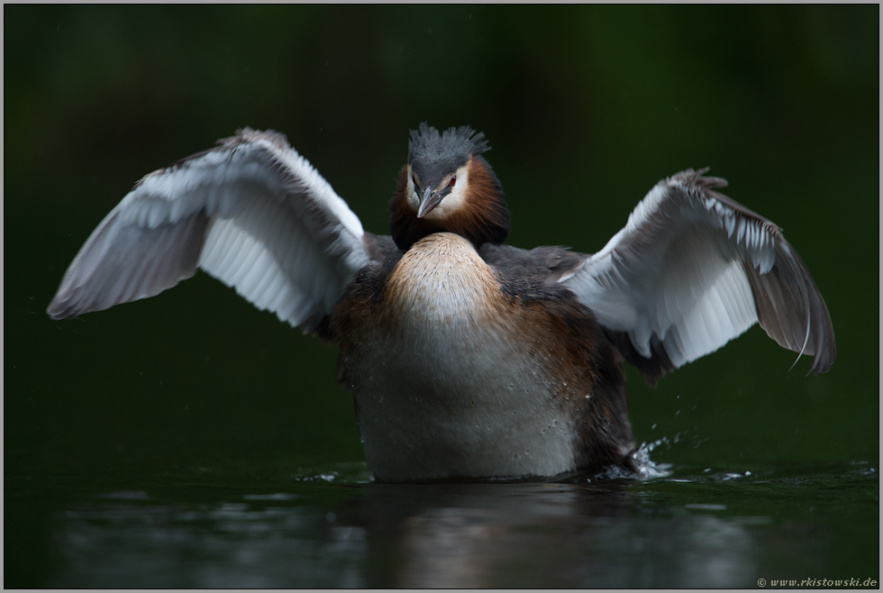 ein prächtiger Vogel... Haubentaucher *Podiceps cristatus*