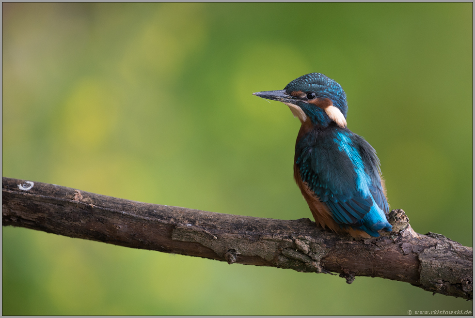 langer Hals... Eisvogel *Alcedo atthis*