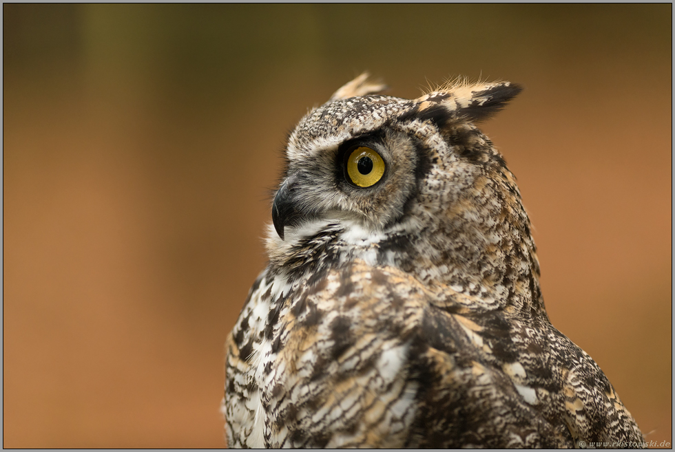 Eulenportrait... Virginia-Uhu *Bubo virginianus*