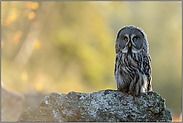 Licht und Schatten... Bartkauz *Strix nebulosa*